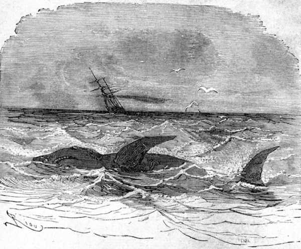 A huge fish frolicking in the wake of the yacht