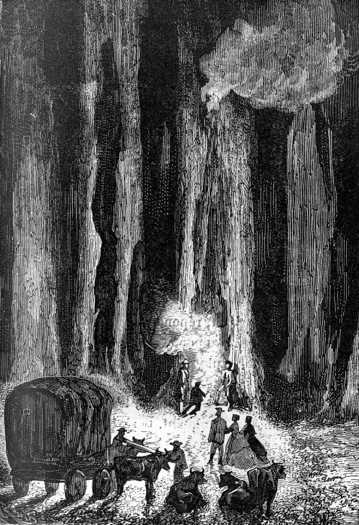 They camped at the foot of some eucalyptus