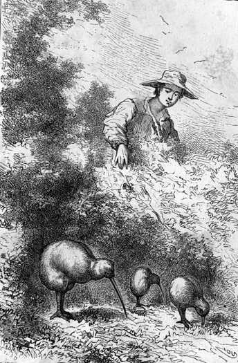 The New Zealand ‘kiwi’