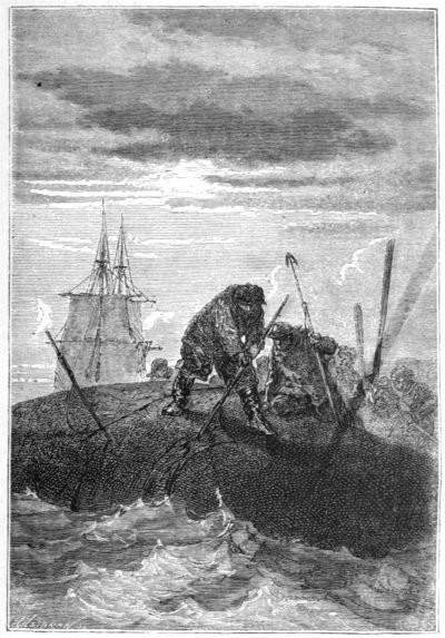 “I myself stepped onto the carcass of a whale near Greenland”