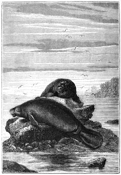 Several groups of manatees livied in family units