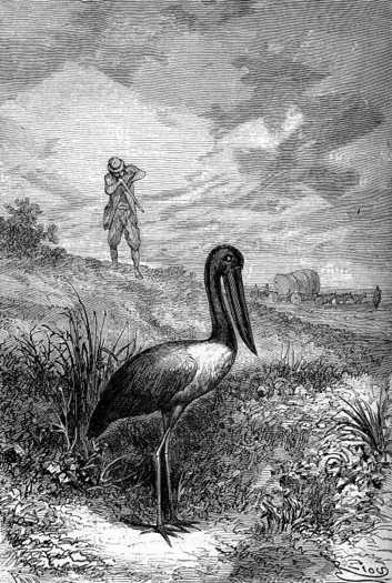 The rare and illusive “jabiru”