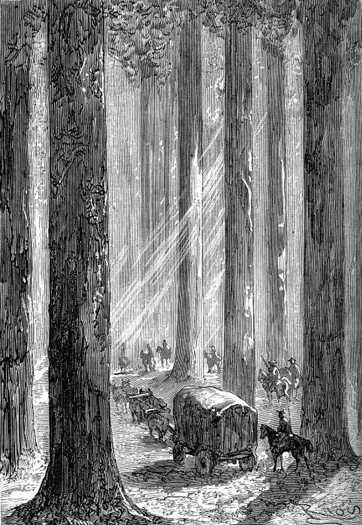 Horses, oxen, and wagon could easily pass between these widely spaced and arranged trees