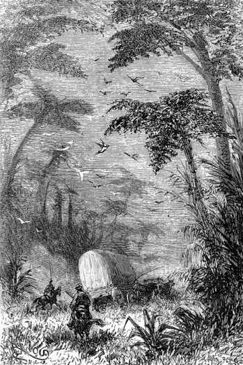 The night passed … beneath a vast mass of tree ferns