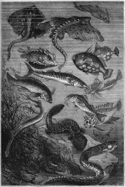 The Fishes