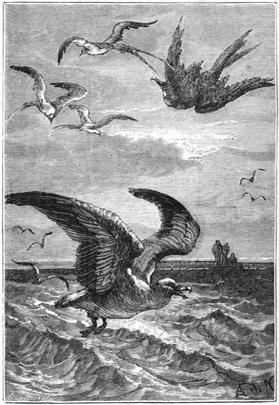 Albatrosses, frigates and phaetons