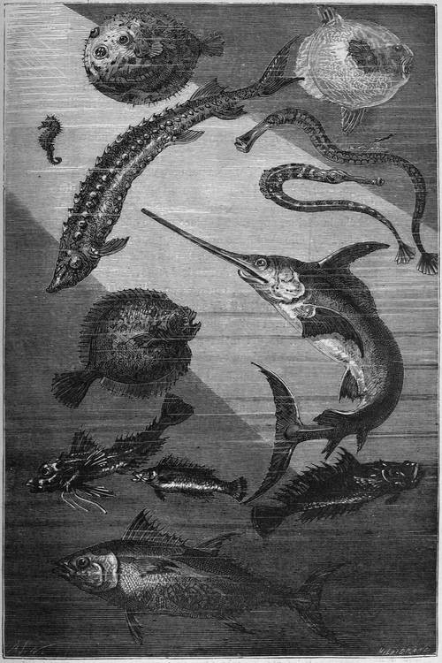 Fish