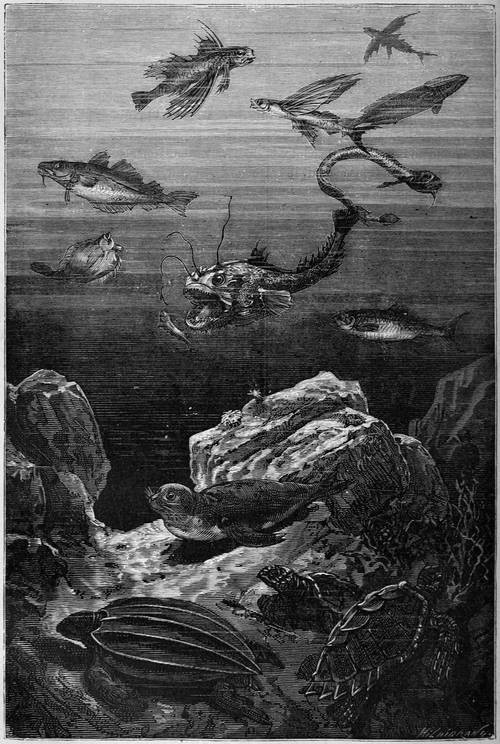 Marine life