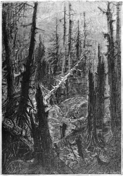 A thicket of dead trees!